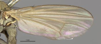 Media type: image;   Entomology 11135 Aspect: front wing
